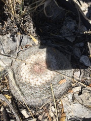 Mammillaria chionocephala