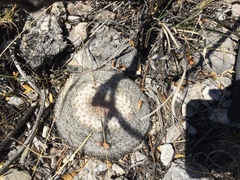 Mammillaria chionocephala