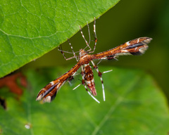 Geina tenuidactylus