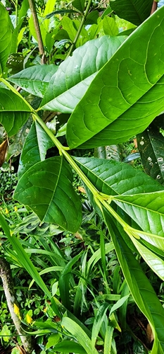 Vochysia guatemalensis - Whole tree