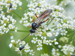 Ctenichneumon panzeri