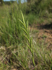 Brachypodium phoenicoides