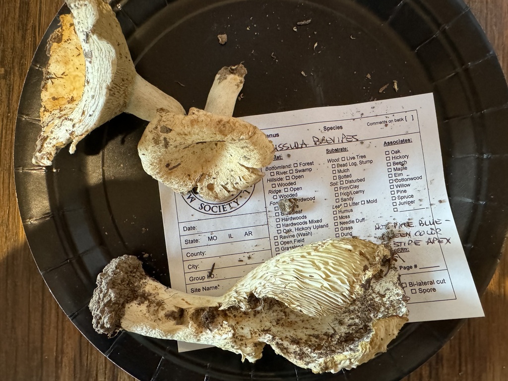 Russula sp. 'brevipes-MO01'