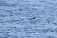 Exocoetidae