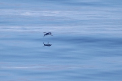 Exocoetidae