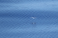 Exocoetidae