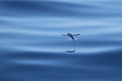 Exocoetidae