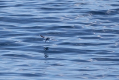 Exocoetidae