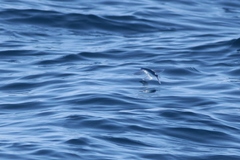 Exocoetidae