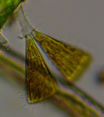 Licmophora