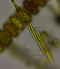 Bacillaria paxillifera