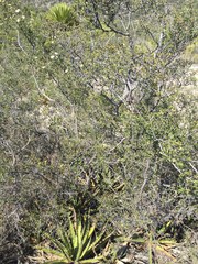 Lindleya mespiloides