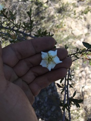 Lindleya mespiloides