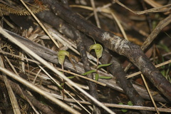 Pterostylis brumalis