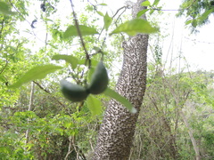 Tabernaemontana ochoterenae