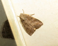 Ipimorpha pleonectusa
