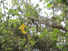 Tabernaemontana ochoterenae