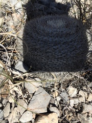 Mammillaria chionocephala