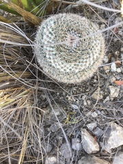 Mammillaria chionocephala