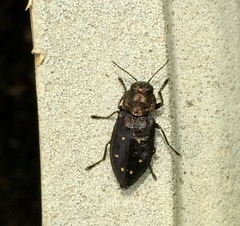 Phaenops fulvoguttata