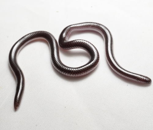 Giant Blind Snake