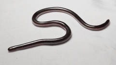 Giant Blind Snake photo 4