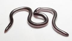 Giant Blind Snake photo 3