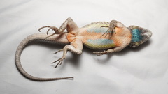 Black-Nosed Lizard photo 3