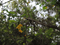 Tabernaemontana ochoterenae