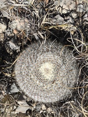 Mammillaria chionocephala