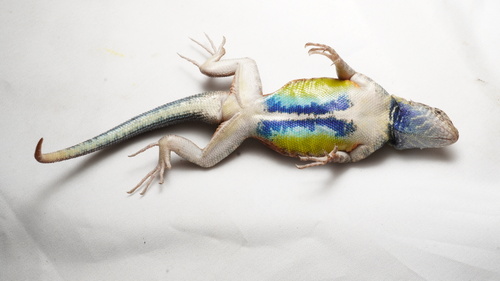 Gadow's Spiny Lizard