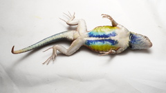 Gadow's Spiny Lizard photo 3
