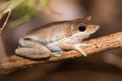 Litoria adelaidensis
