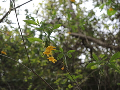 Tabernaemontana ochoterenae