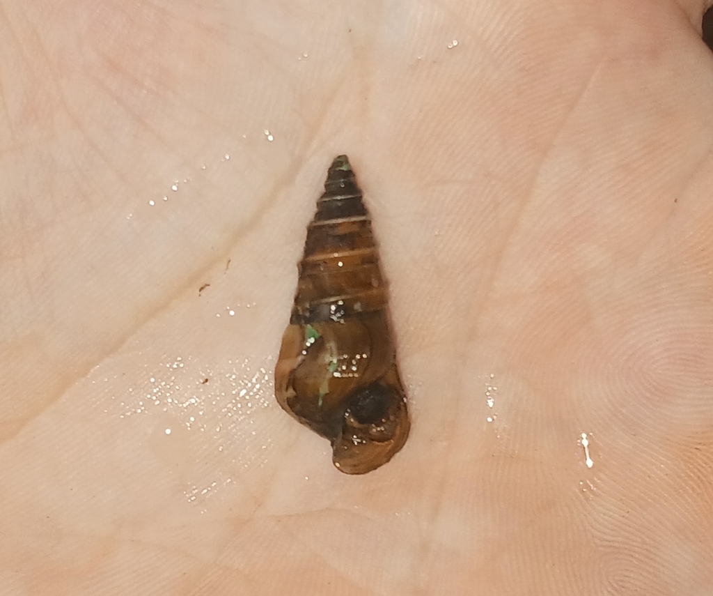 Pagoda Hornsnail