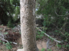 Tabernaemontana ochoterenae