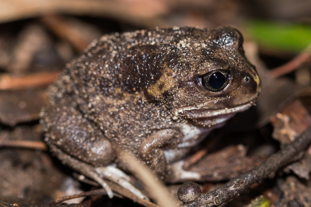 Moaning Frog