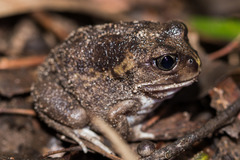 Moaning Frog photo 1