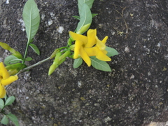 Tabernaemontana ochoterenae