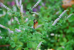 Argynnis hyperbius