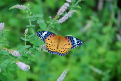 Argynnis hyperbius