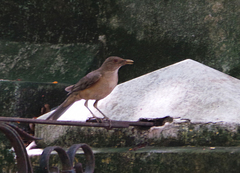 Turdus grayi