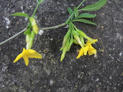 Tabernaemontana ochoterenae