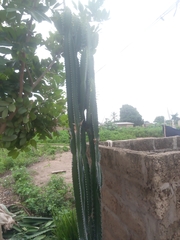 Euphorbia kamerunica