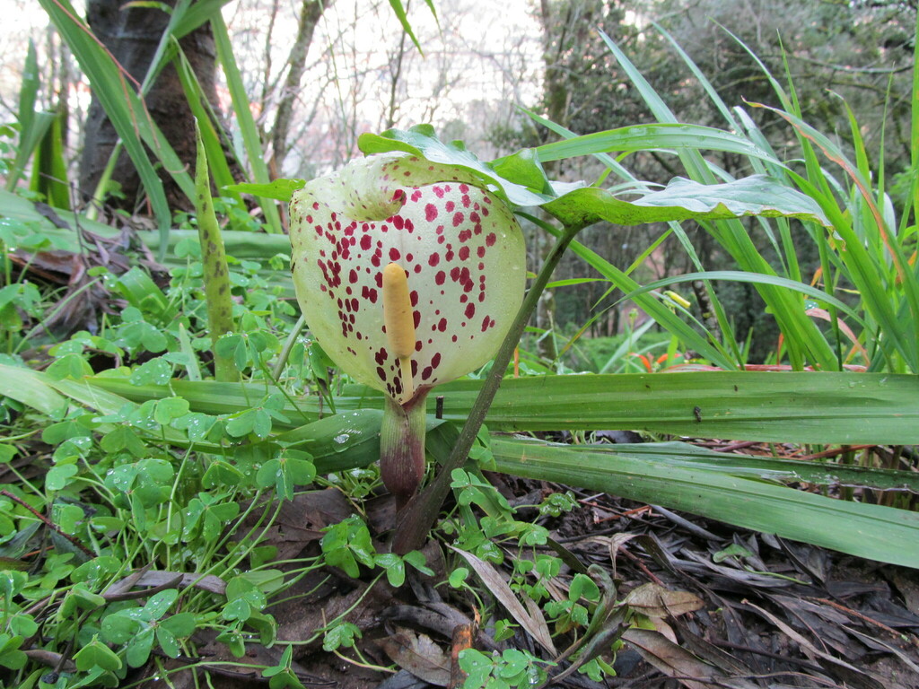Arum italicum, Coimbra, Portugal