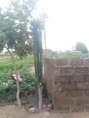 Euphorbia kamerunica