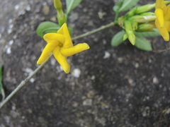 Tabernaemontana ochoterenae