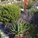 Aloe succotrina - Photo (c) Dennis Laidler, μερικά δικαιώματα διατηρούνται (CC BY-NC), uploaded by Dennis Laidler