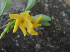 Tabernaemontana ochoterenae