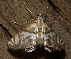 Neocataclysta magnificalis